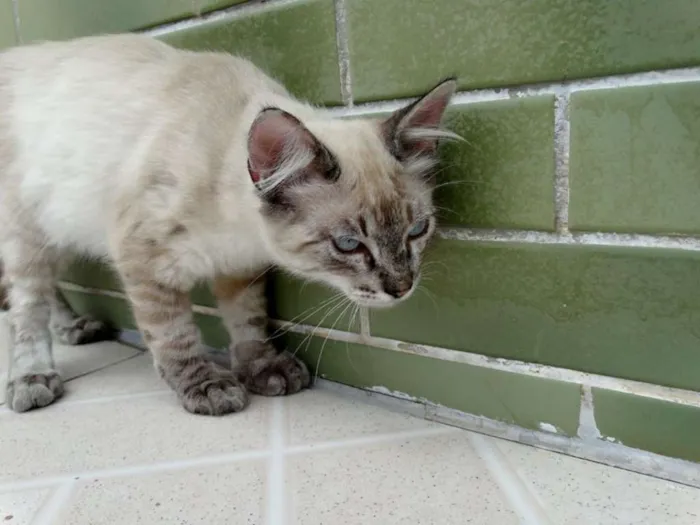 Gato ra a SRD idade 2 a 6 meses nome Snow
