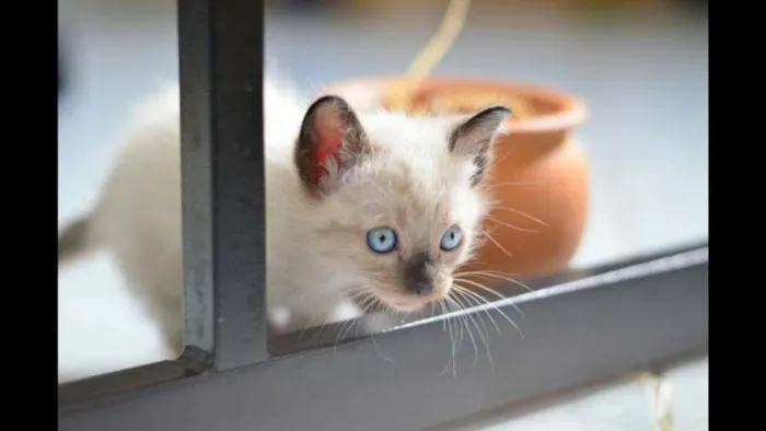 Gato ra a Srd idade Abaixo de 2 meses nome Sem nome