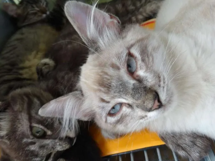 Gato ra a SRD idade 2 a 6 meses nome Snow