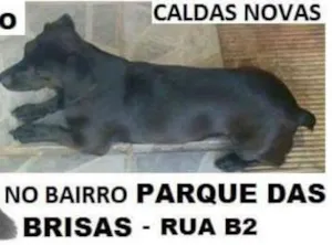 Cachorro raça Vira-lata  idade 1 ano nome Princesa 