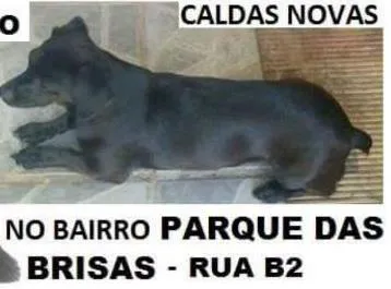 Cachorro ra a Vira-lata  idade 1 ano nome Princesa 