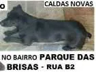 Cachorro raça Vira-lata  idade 1 ano nome Princesa 