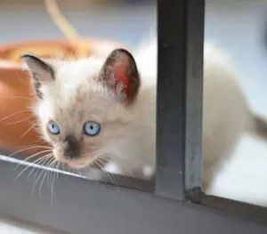 Gato raça Srd idade Abaixo de 2 meses nome Sem nome