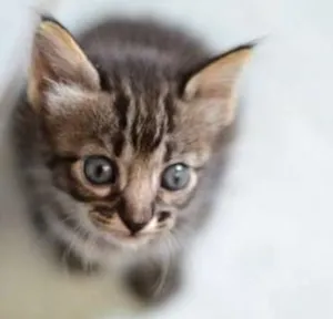 Gato raça SRD idade Abaixo de 2 meses nome sem nome