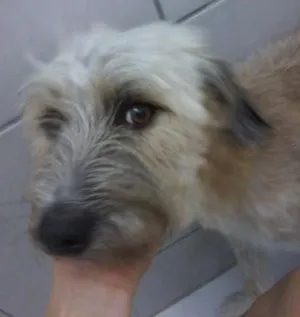 Cachorro raça poodle com maltes idade 1 ano nome Chiclete