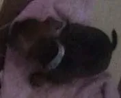 Cachorro raça  idade 2 a 6 meses nome Cachorrinhos 