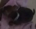 Cachorrinhos