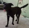 Neguinho