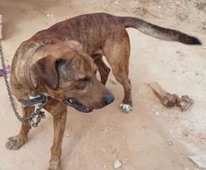 Cachorro raça  idade 4 anos nome Spike