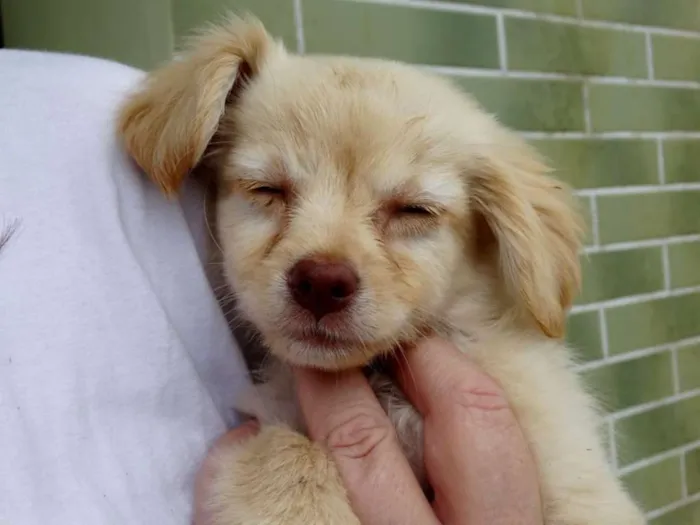Cachorro ra a SRd idade 2 a 6 meses nome Yellow