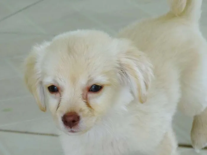 Cachorro ra a SRd idade 2 a 6 meses nome Yellow