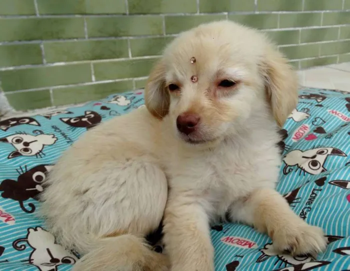 Cachorro ra a SRd idade 2 a 6 meses nome Yellow