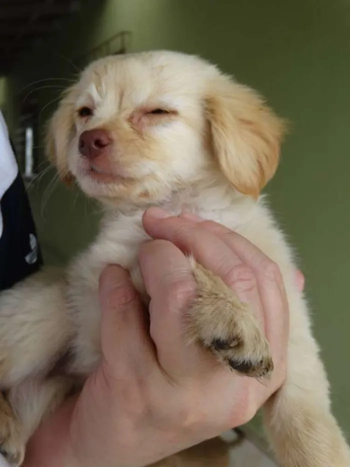 Cachorro ra a SRd idade 2 a 6 meses nome Yellow