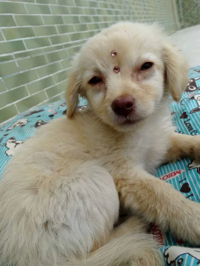 Cachorro ra a SRd idade 2 a 6 meses nome Yellow