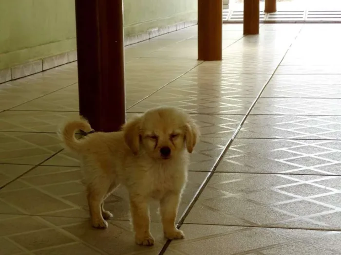 Cachorro ra a SRd idade 2 a 6 meses nome Yellow