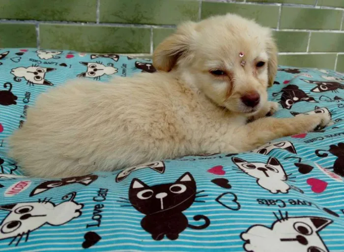 Cachorro ra a SRd idade 2 a 6 meses nome Yellow