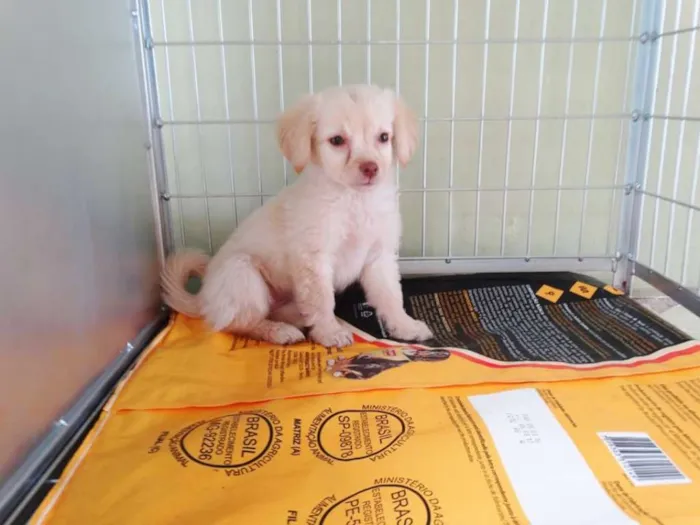 Cachorro ra a SRd idade 2 a 6 meses nome Yellow