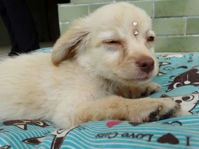 Cachorro ra a SRd idade 2 a 6 meses nome Yellow