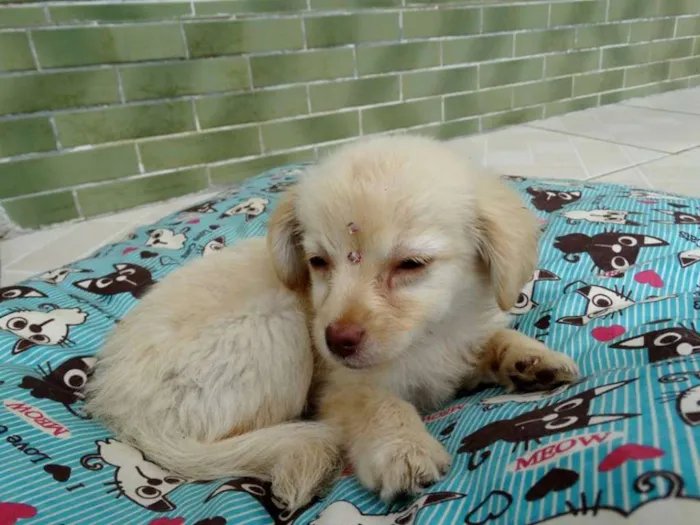Cachorro ra a SRd idade 2 a 6 meses nome Yellow