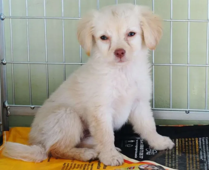 Cachorro ra a SRd idade 2 a 6 meses nome Yellow