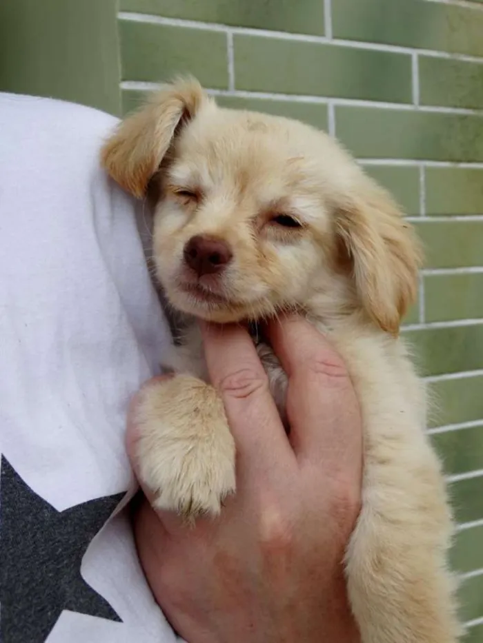 Cachorro ra a SRd idade 2 a 6 meses nome Yellow