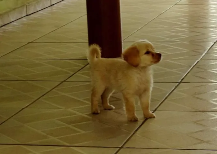 Cachorro ra a SRd idade 2 a 6 meses nome Yellow