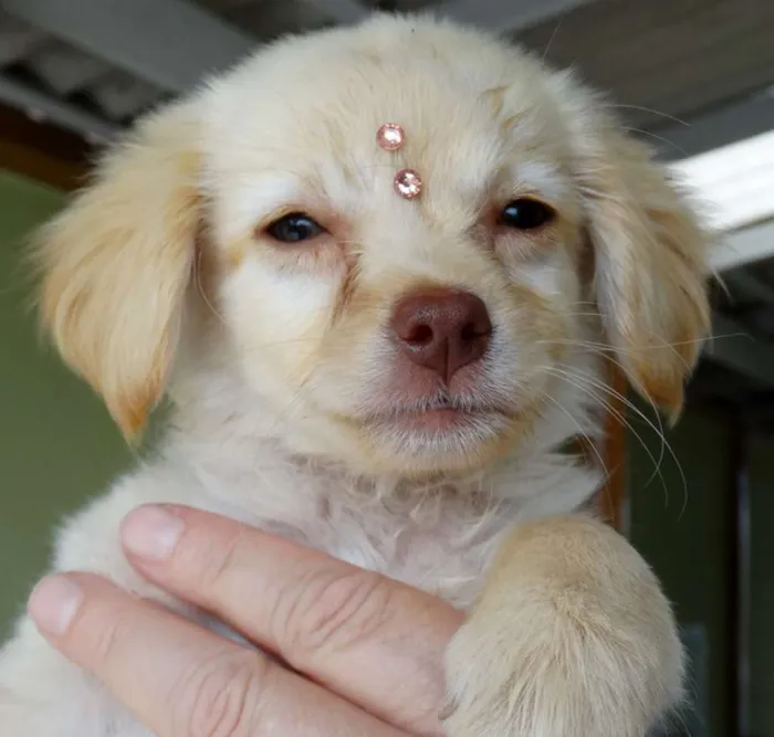 Cachorro ra a SRd idade 2 a 6 meses nome Yellow