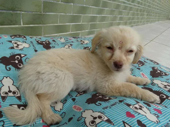 Cachorro ra a SRd idade 2 a 6 meses nome Yellow