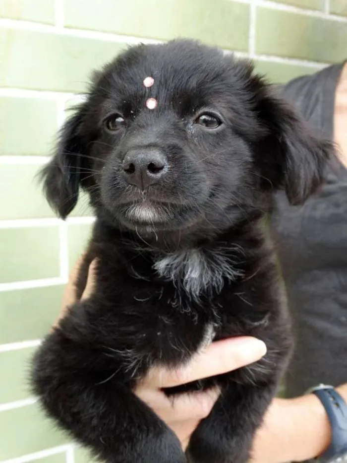 Cachorro ra a SRD idade 2 a 6 meses nome Star