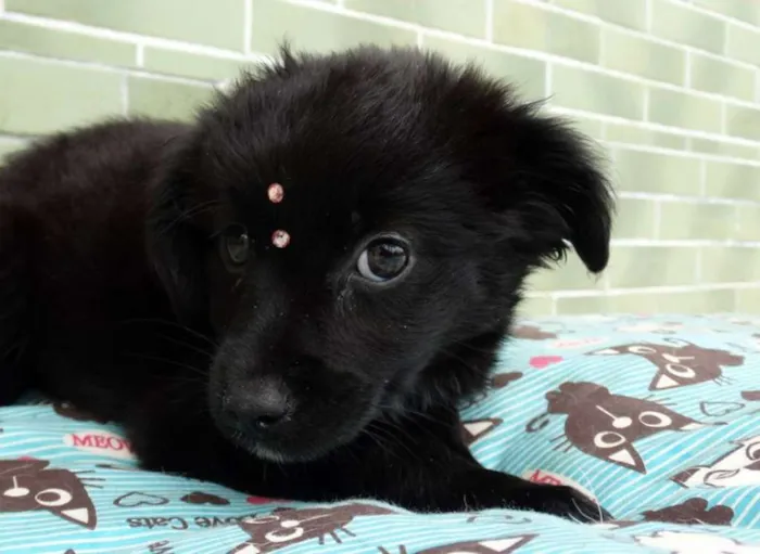 Cachorro ra a SRD idade 2 a 6 meses nome Star