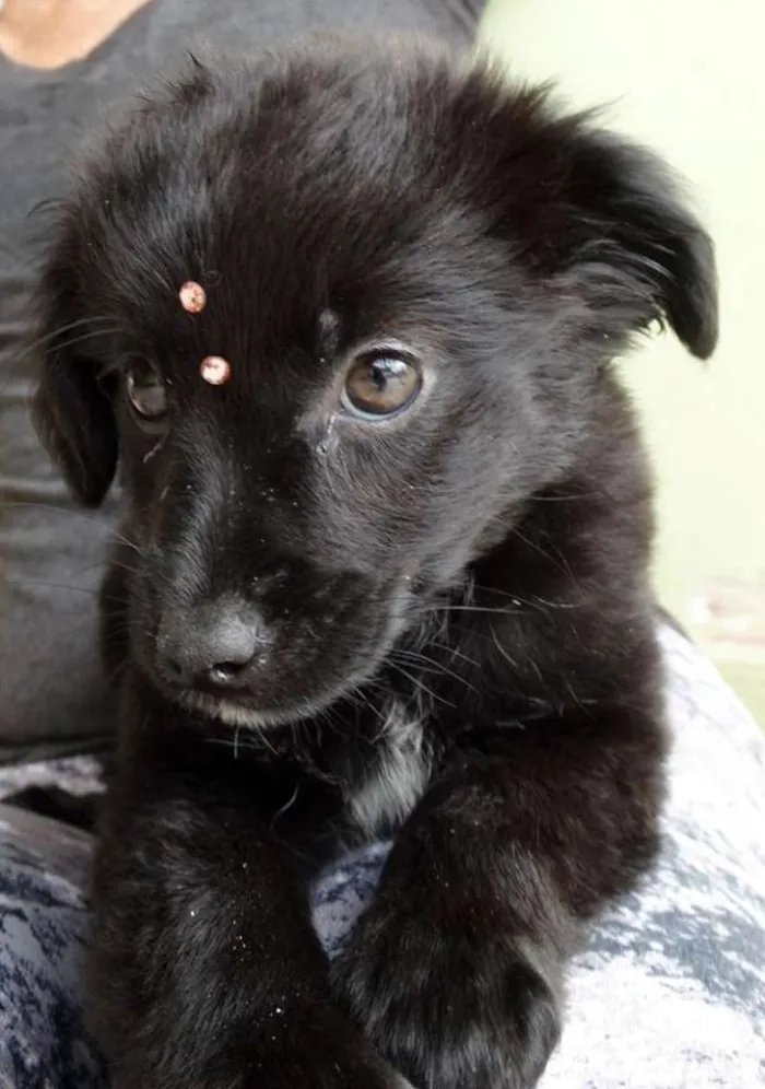Cachorro ra a SRD idade 2 a 6 meses nome Star