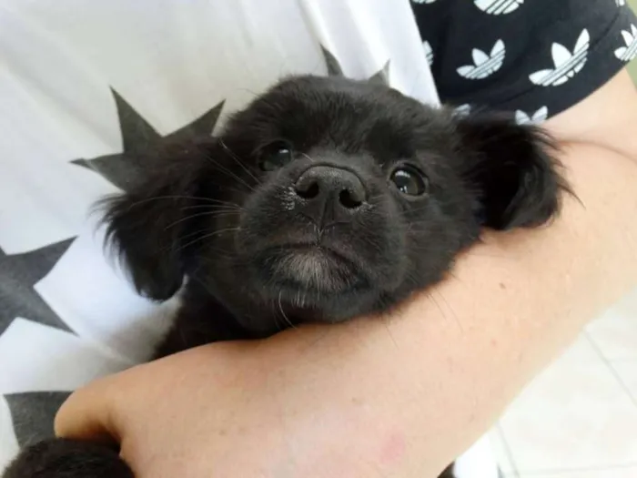 Cachorro ra a SRD idade 2 a 6 meses nome Star