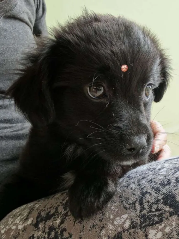 Cachorro ra a SRD idade 2 a 6 meses nome Star