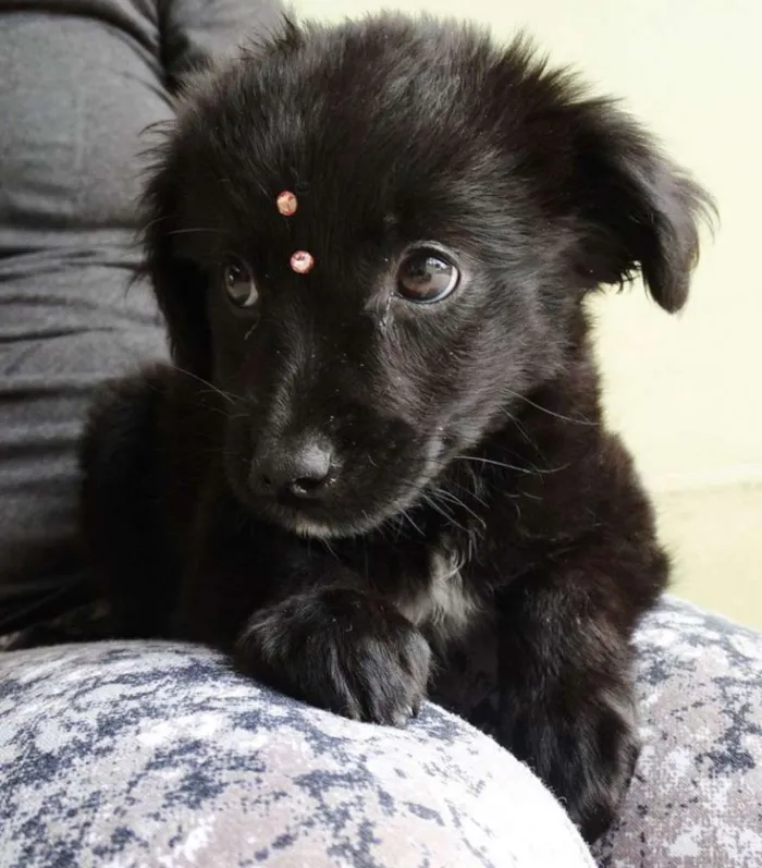 Cachorro ra a SRD idade 2 a 6 meses nome Star