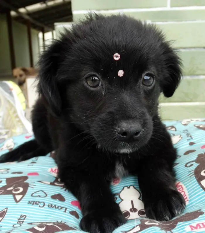 Cachorro ra a SRD idade 2 a 6 meses nome Star
