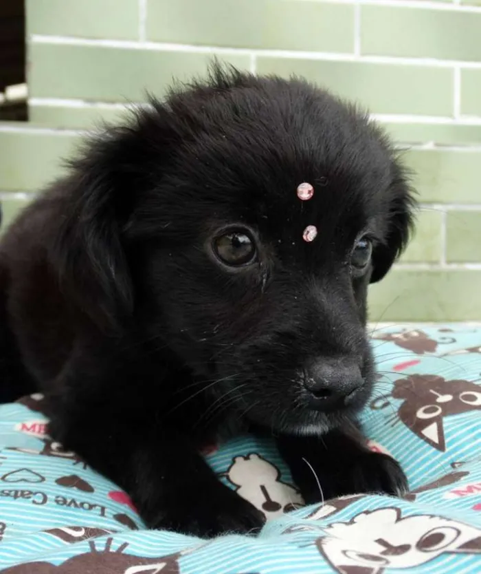 Cachorro ra a SRD idade 2 a 6 meses nome Star