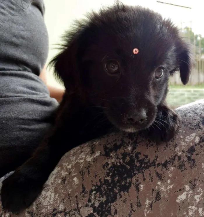 Cachorro ra a SRD idade 2 a 6 meses nome Star