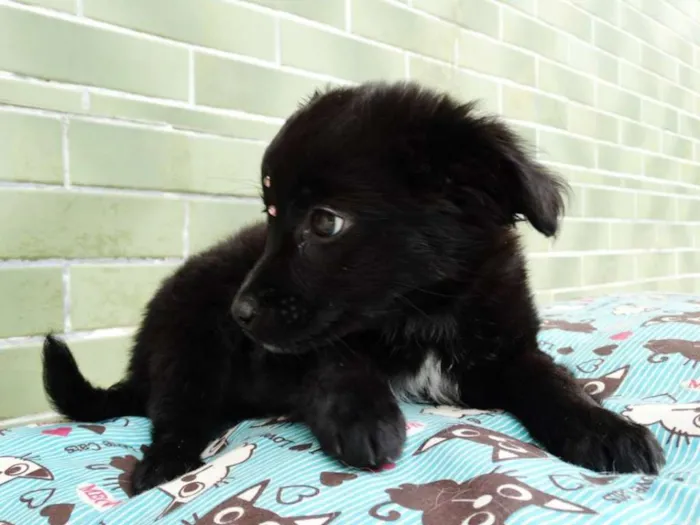 Cachorro ra a SRD idade 2 a 6 meses nome Star