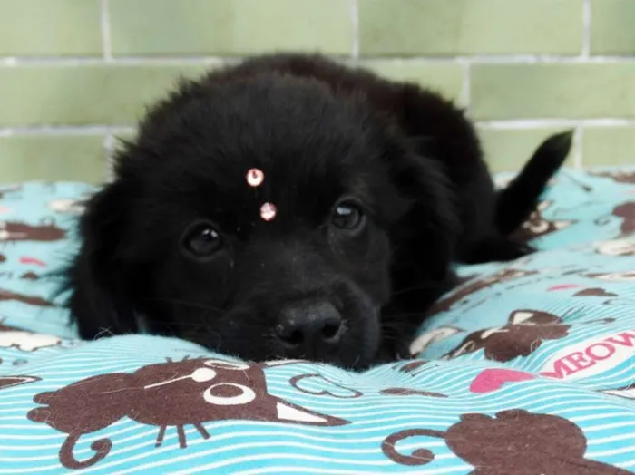 Cachorro ra a SRD idade 2 a 6 meses nome Star