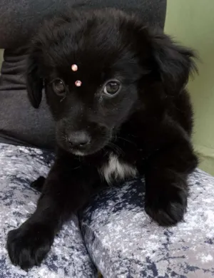 Cachorro raça SRD idade 2 a 6 meses nome Star