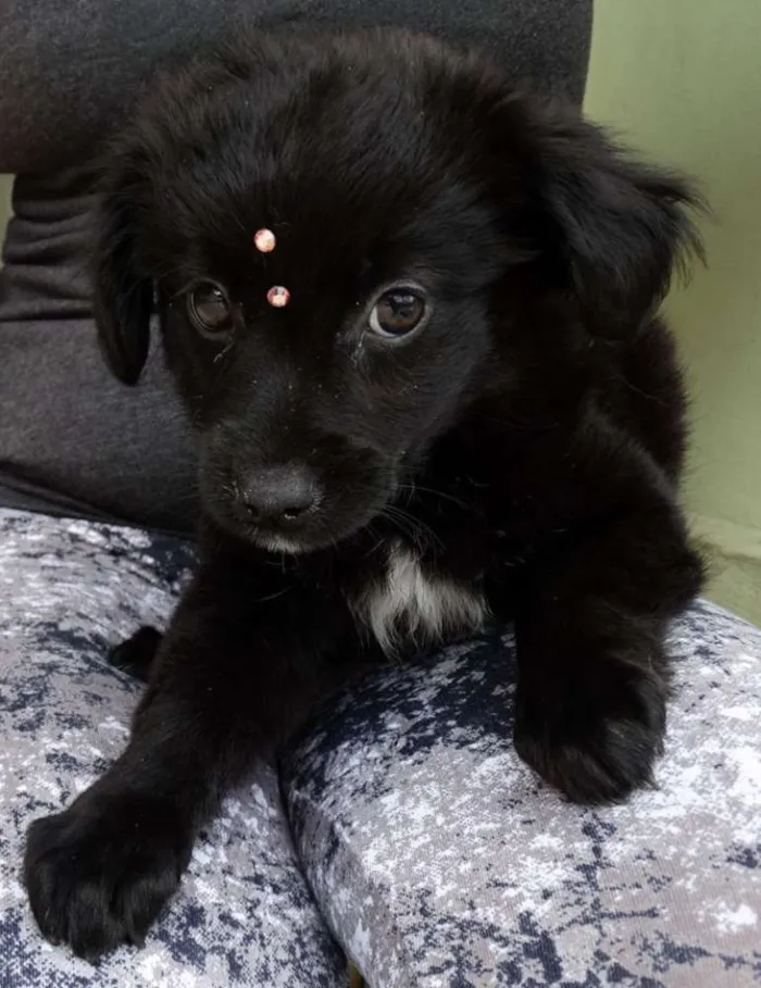Cachorro ra a SRD idade 2 a 6 meses nome Star