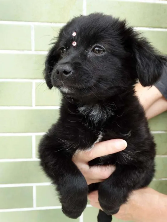 Cachorro ra a SRD idade 2 a 6 meses nome Star