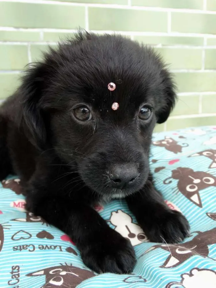 Cachorro ra a SRD idade 2 a 6 meses nome Star