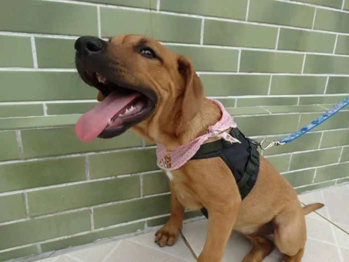 Cachorro ra a SRD idade 2 a 6 meses nome Cacau