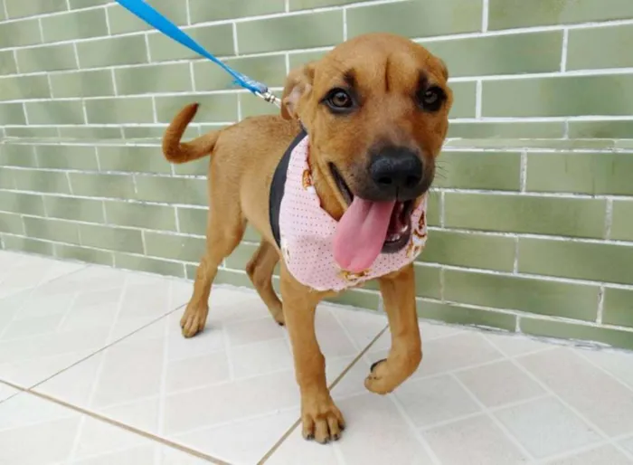 Cachorro ra a SRD idade 2 a 6 meses nome Cacau