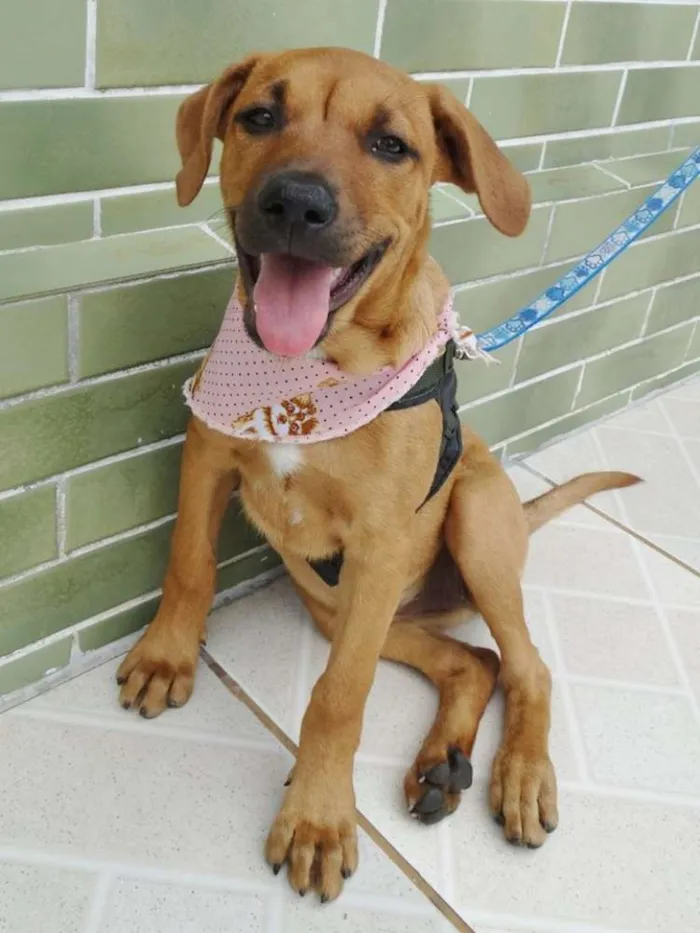 Cachorro ra a SRD idade 2 a 6 meses nome Cacau