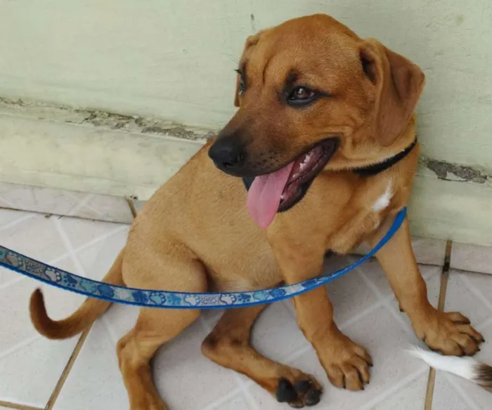 Cachorro ra a SRD idade 2 a 6 meses nome Cacau