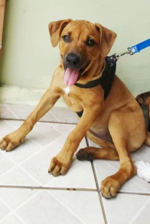 Cachorro raça SRD idade 2 a 6 meses nome Cacau