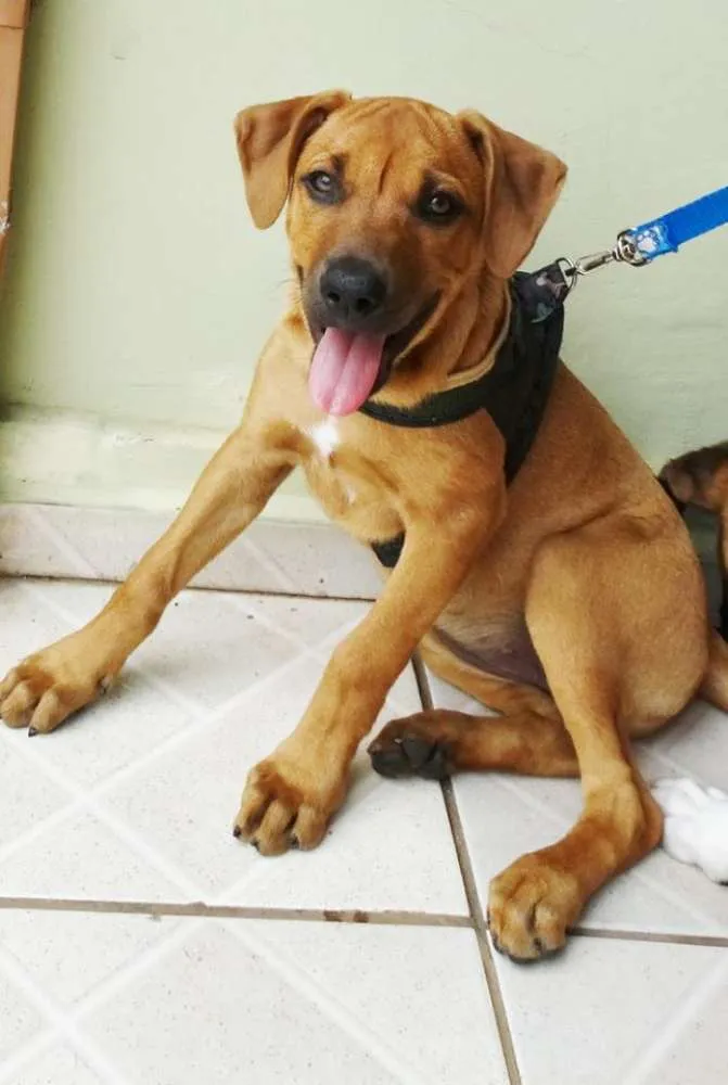 Cachorro ra a SRD idade 2 a 6 meses nome Cacau