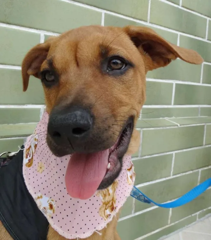 Cachorro ra a SRD idade 2 a 6 meses nome Cacau